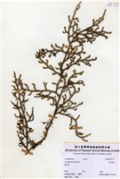 藏品(過山龍)的圖片